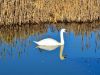 029-Swan-reflecting