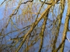 019-Reflections-on-a-winters-day